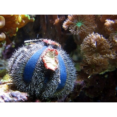 Arici Mespilia Globulus-Tuxedo Urchin